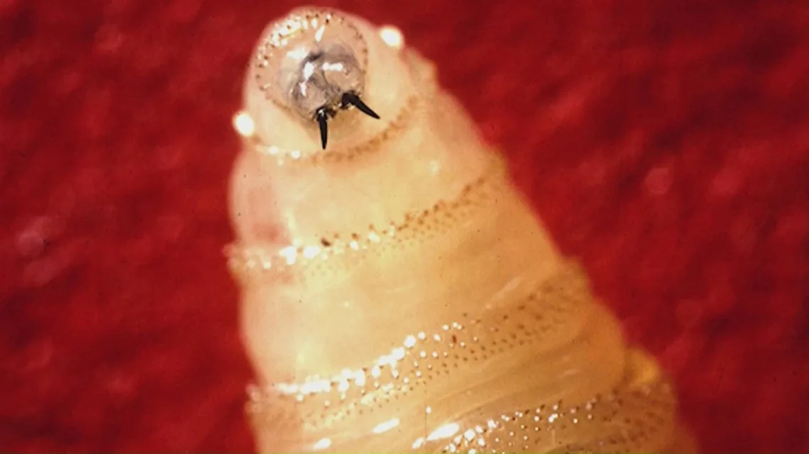 Gov. Abbott to give update on New World screwworm case in Texas