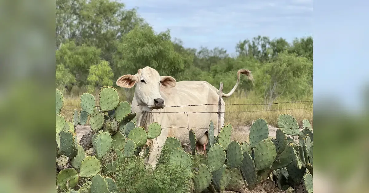 Cattle program to address drought, screwworm concerns
