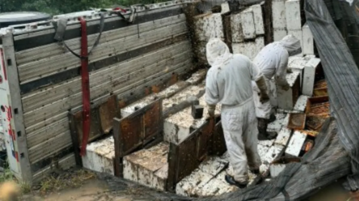 Millions of honeybees escape into rural Texas neighborhood after a semitrailer crash