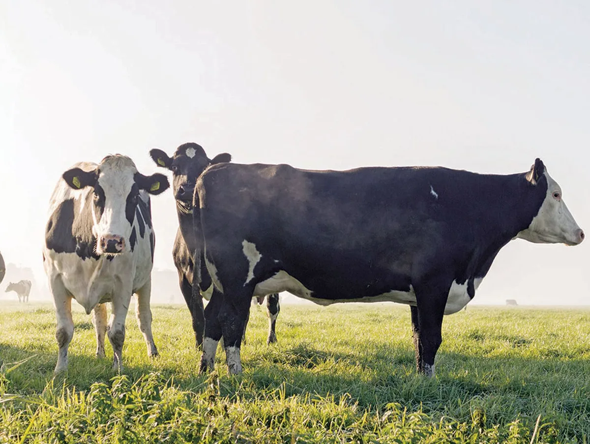 State detects first screwworm case in Texas
