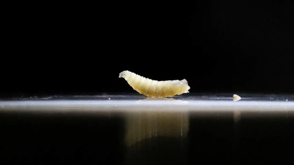 What to know about New World screwworm in Texas