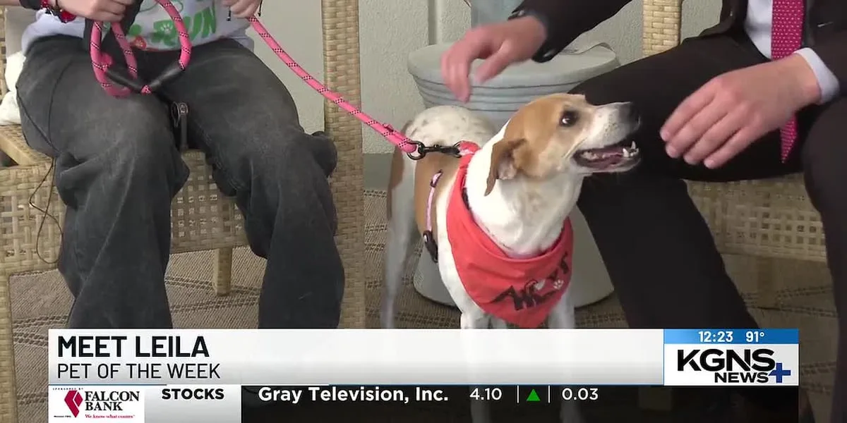 Pet of the Week: Meet Layla, the beagle mix!