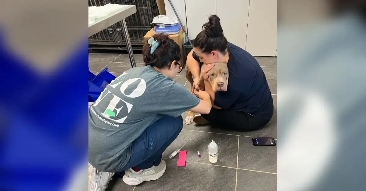 Screwworm impacts spread to impounded dogs