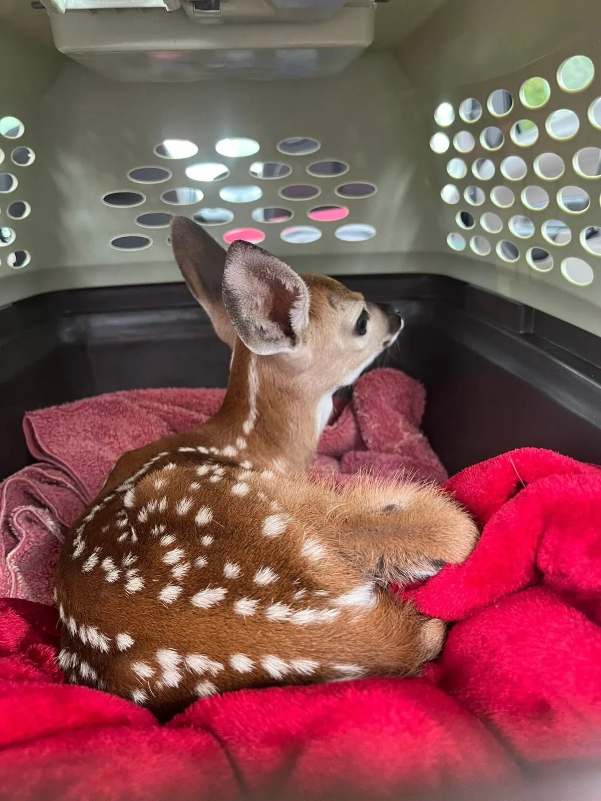 Kimmie's Korner: A difficult wildlife update from Freeman-Fritts