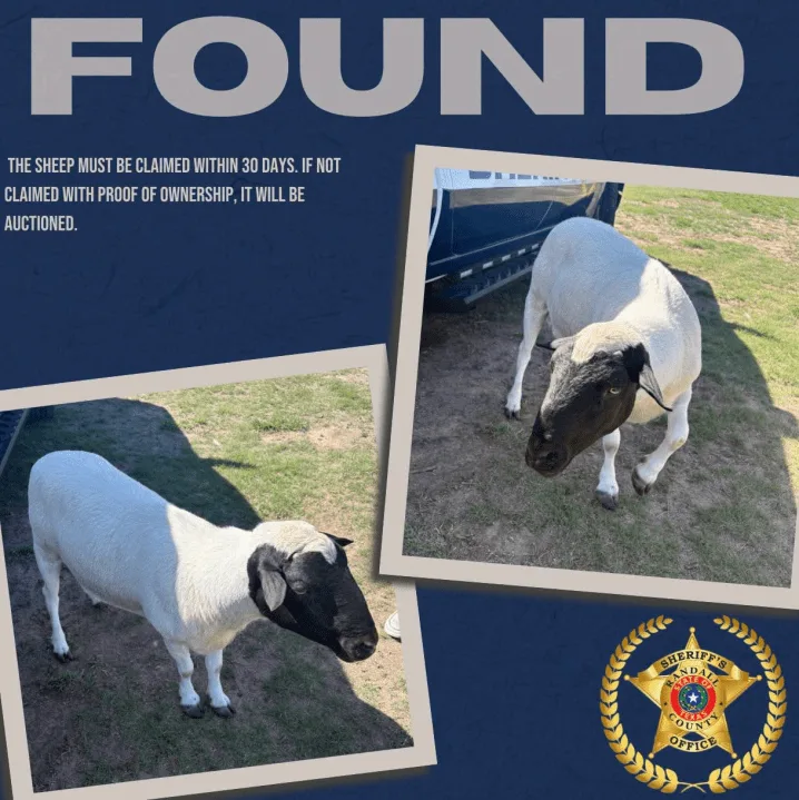 Male sheep found in Randall County Saturday; owners have 30 days to claim