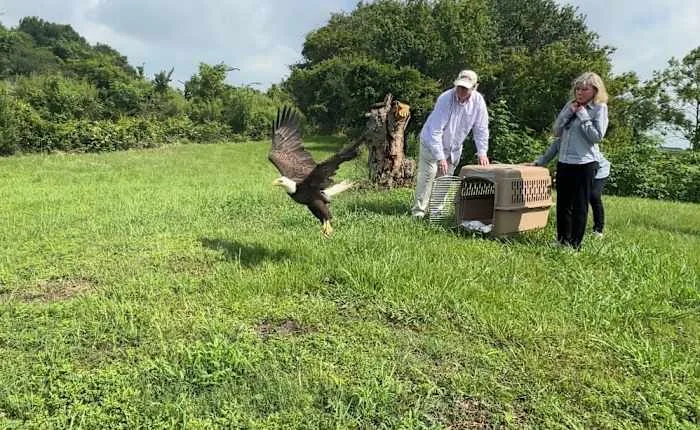 Rehabilitated bald eagle takes flight in Texas again as America nears its 250th birthday