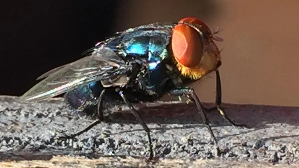 Kerr County judge declares local disaster over New World screwworm threat