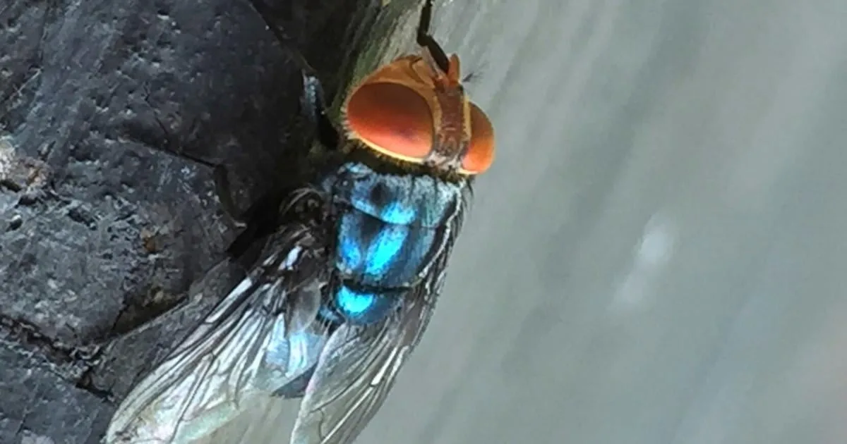 A flesh-eating cattle parasite spreads beyond Texas as new screwworm cases are found
