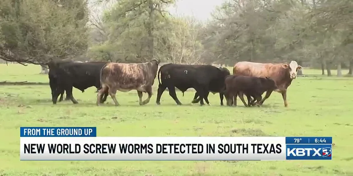 From the Ground Up: New World Screwworms Detected in South Texas