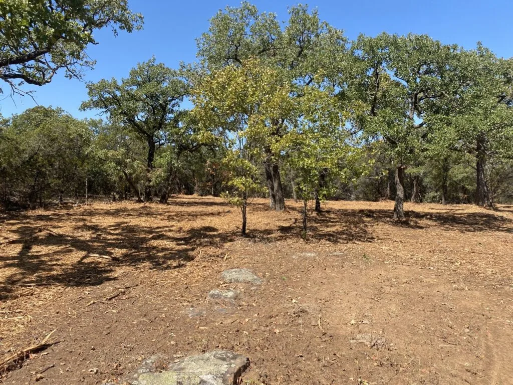 Funding available through wildfire mitigation grants for Texas landowners