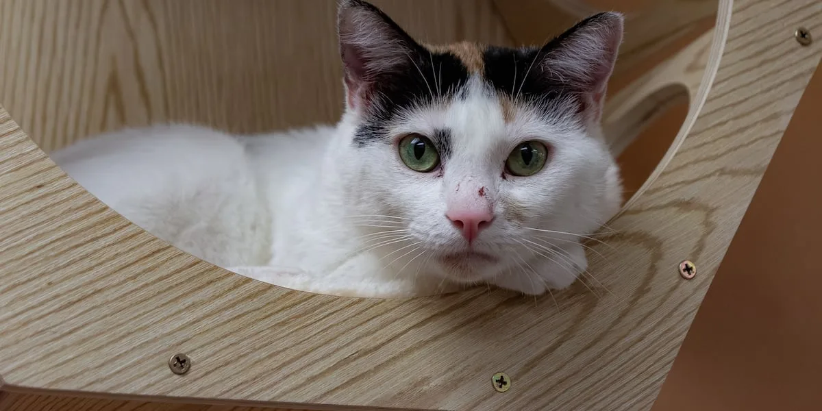 'Cat lounge' lets visitors get to know, adopt shelter animals