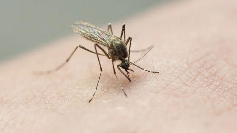 Mosquito spraying in Harlingen paused due to weather conditions