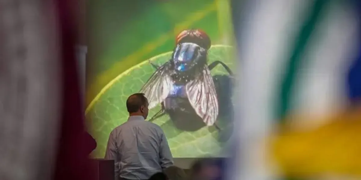 The flesh-eating pest that once cost ranchers millions is back